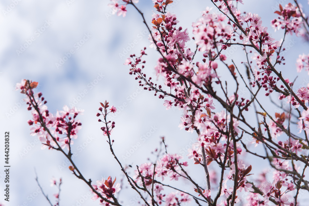 Un cerisier en fleurs rose au printemps. Un prunus en fleurs. Un arbre fleurit au printemps.