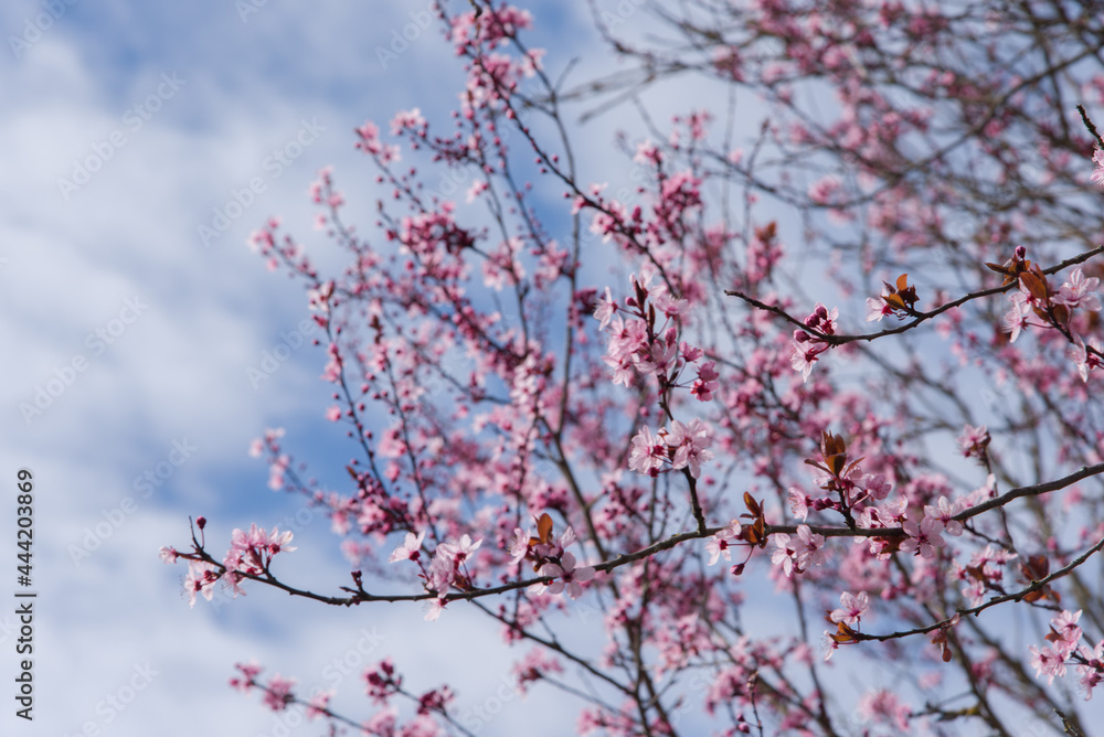 Un cerisier en fleurs rose au printemps. Un prunus en fleurs. Un arbre fleurit au printemps. Un cerisier en fleurs rose au printemps. Un prunus en fleurs. Un arbre fleurit au printemps.