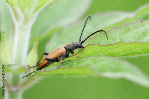 Stictoleptura rubra is a species of beetles belonging to the family Cerambycidae © Gonzalo