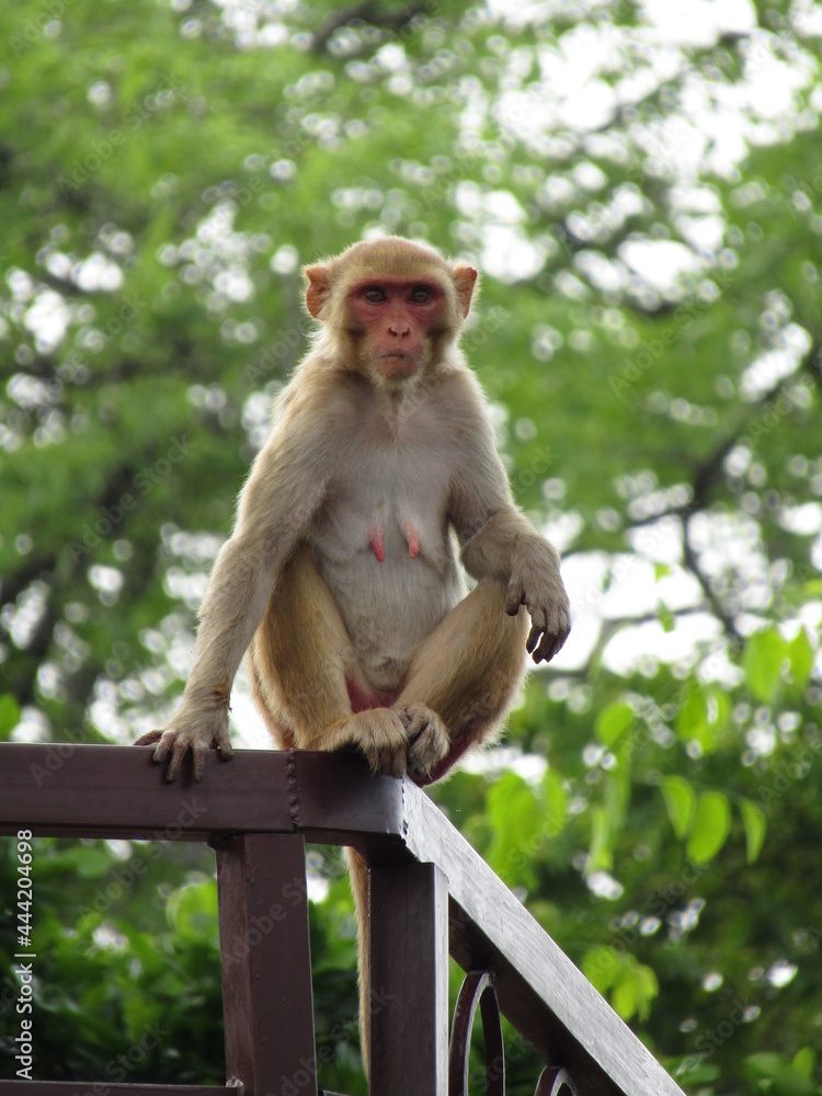 Obraz premium japanese macaque sitting on a tree