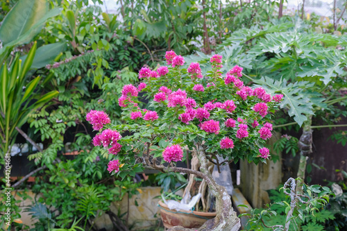 Wallpaper Mural Gardener making arrangement , pruning and wiring the Bougainvillea trees . Concept of garden decoration. Bougainvillea lover. Torontodigital.ca