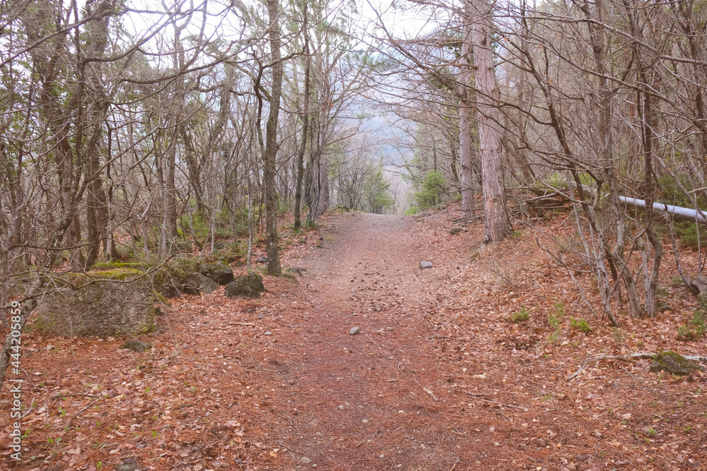Fototapeta premium Magic forest. Beautiful spring nature landscape with trees