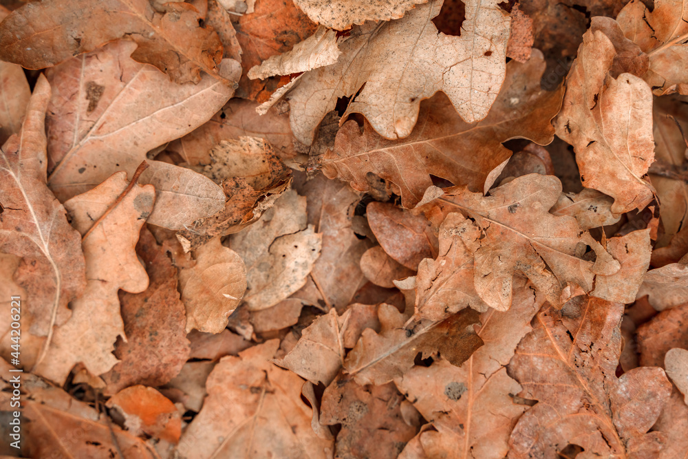 Dry leaves, natural autumn background