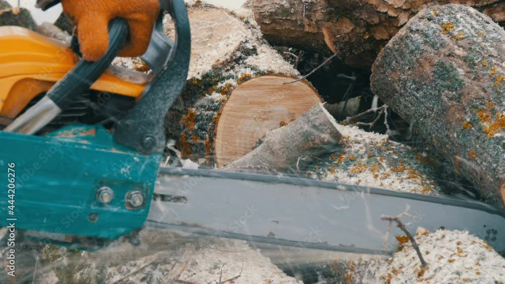 Chainsaw sawing dry wood lying on the ground
