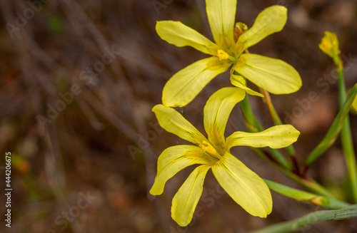 South African Wildflower: Yellow flower of a Moraea seen on the Bokkeveld Plateau close to Nieuwoudtville in the Northern Cape of South Africa