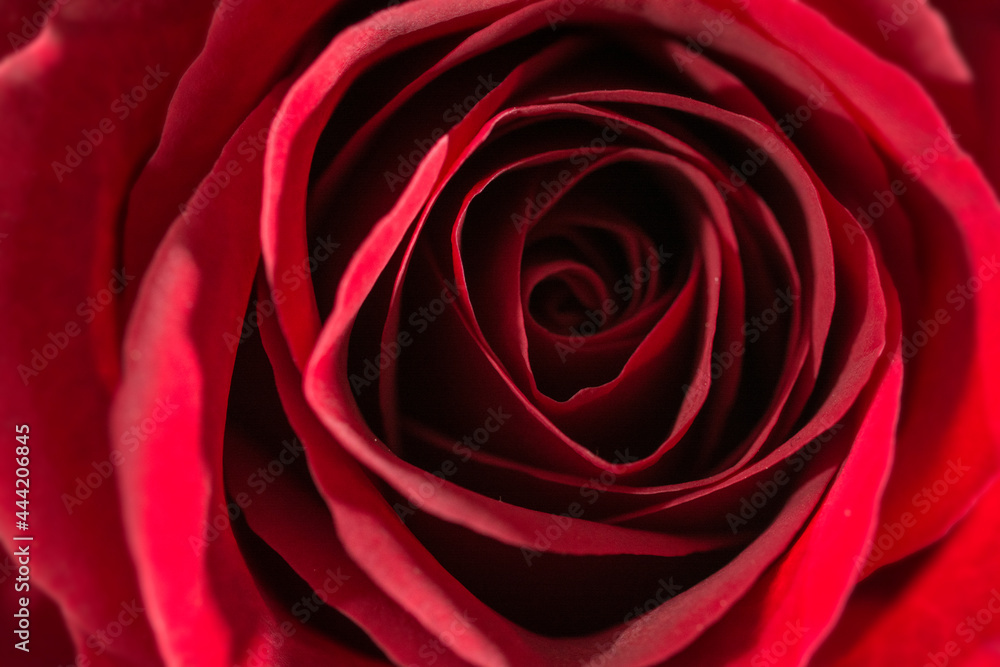 Rote Rose Rote Rose