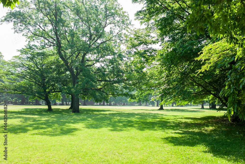 Obraz premium green garden