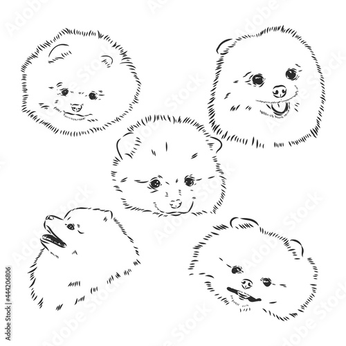 Vector black and white illustration of dog breed Pomeranian isolated on white background spitz vector sketch