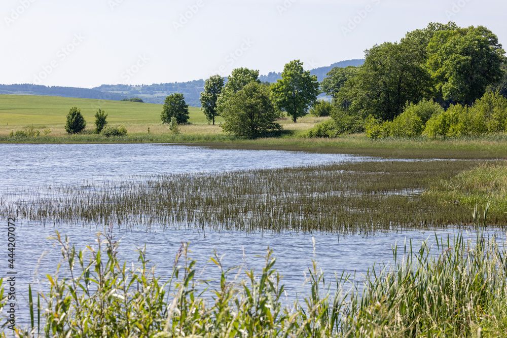 Die Schilfzone des Ober-Mooser Teich ist ein Lebensraum für bedrohte Tierarten