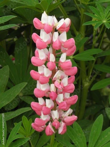 pretty pink lupine wilflower in vail, in the rocky mountains of  colorado photo