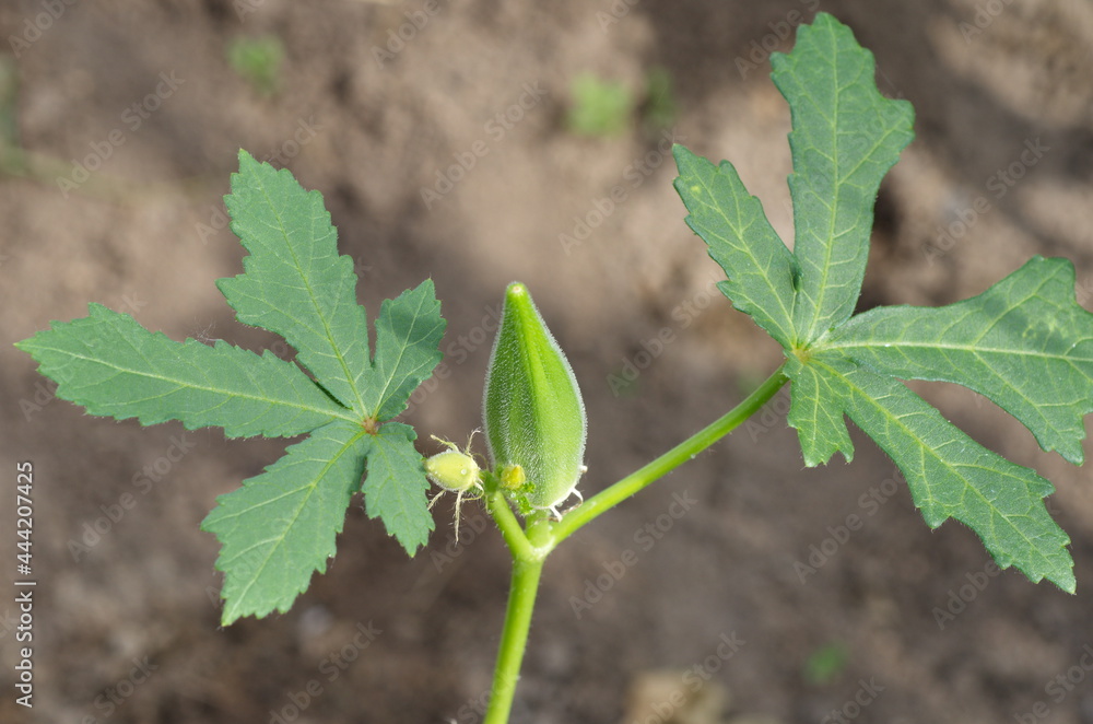 Abelmosch edible, or okra (Lat. Abelmoschus esculentus) is a tropical