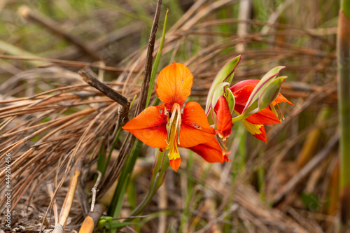 Galdiolus alatus in natural habitat on the Bokkeveld Plateau near Nieuwoudtville in the Northern Cape of South Africa photo