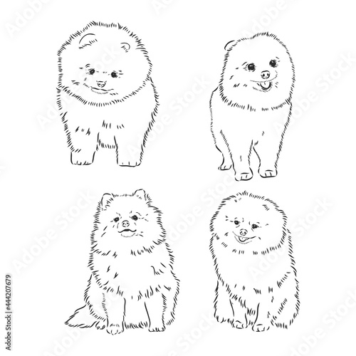 Vector black and white illustration of dog breed Pomeranian isolated on white background spitz vector sketch