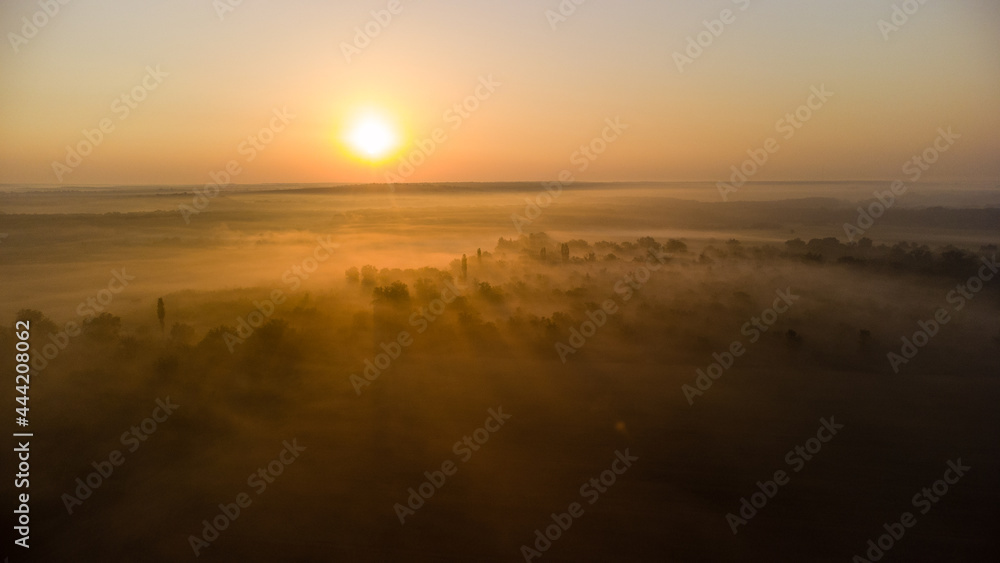 bright dawn over the forest in the fog