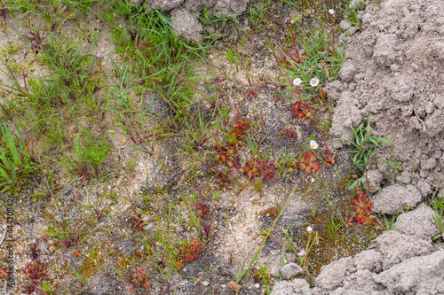 Drosera aff. alba in natural habitat in the Northern Cape of South Africa photo