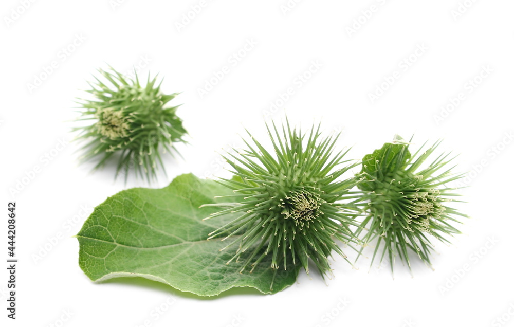 Young green burdock with leaf isolated on white background Young green burdock with leaf isolated on white background