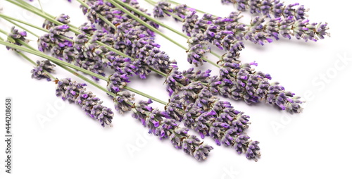 Lavender flowers isolated on white background