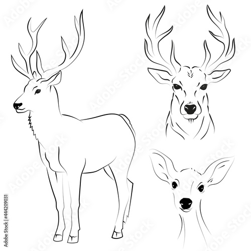 Elegant outline drawing of deer, vector illustration.