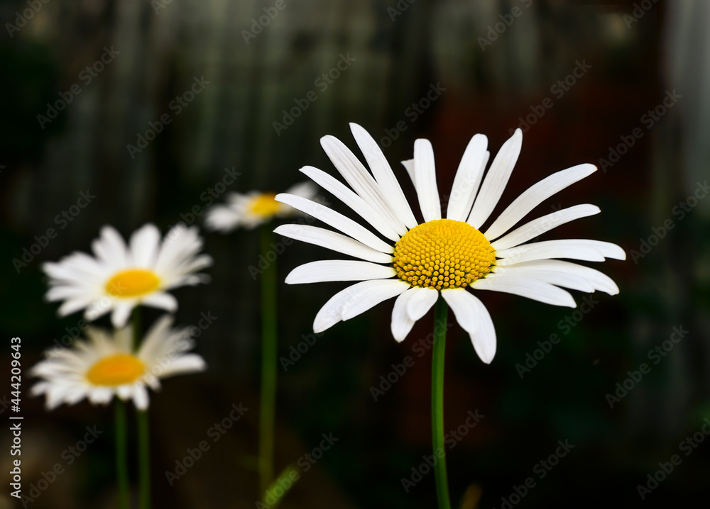 Obraz premium Wild daisies in summer on a dark background. Wild white flowers at the height of the hot summer. Fragile daisies with white petals and a yellow core. Close-up. Details in nature. 