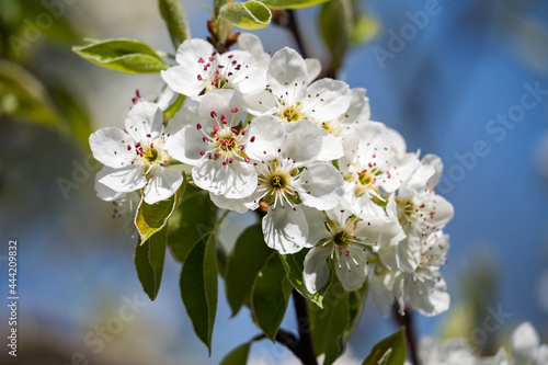 Flowers of an apple tree on a background of blue sky close-up. A beautiful spring day. Spring flowering. Fragrant garden.