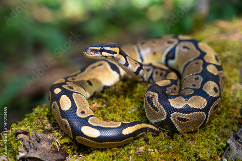 A beautiful boa constrictor lives in a terrarium. Keeping the snake in artificial conditions. Cold-blooded and reptile. photo
