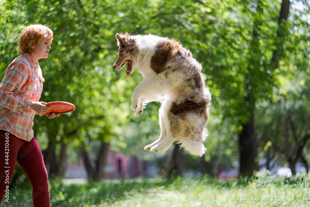 The owner throws a flying saucer, and the dog catches it in a jump. Training your pet in the park on a warm sunny day.