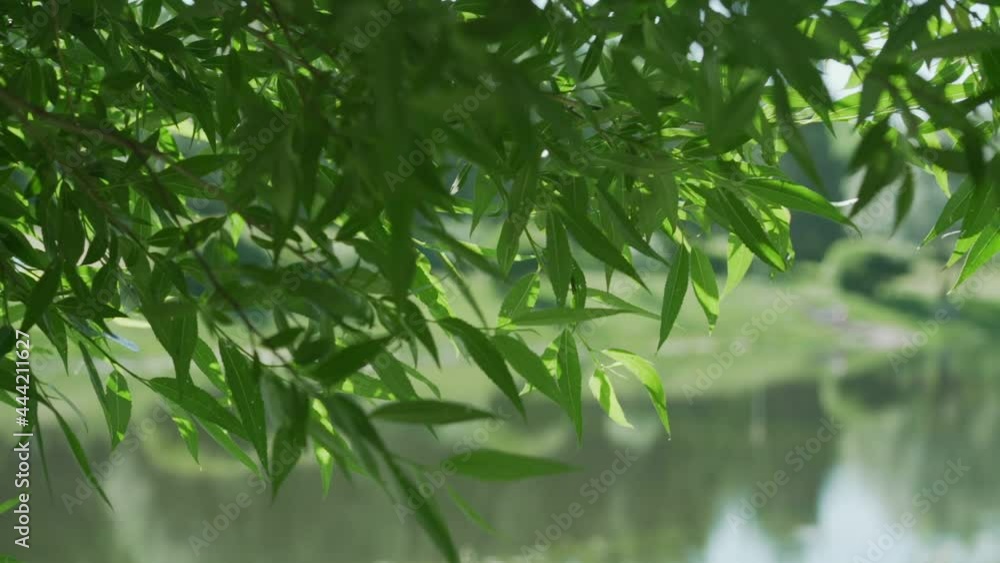 Small green willow leaves waved by light summer wind against blurred lake with sunlight reflections in park slow motion closeup Small green willow leaves waved by light summer wind against blurred lake with sunlight reflections in park slow motion closeup