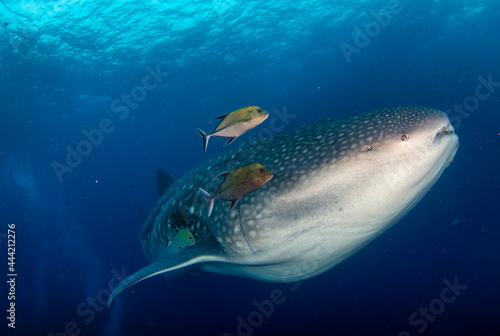 Whale Shark (Rhincodon typus) swimming in tropical underwaters