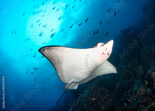 Black spotted eagle rays swimming in tropical underwaters