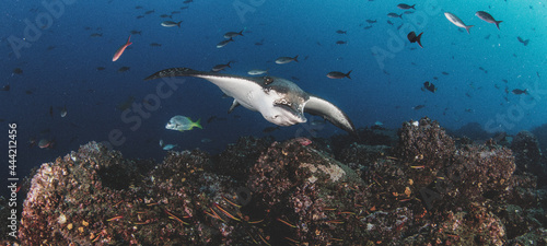 Fototapeta Naklejka Na Ścianę i Meble -  Black spotted eagle rays swimming in tropical underwaters