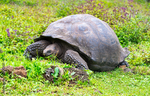 Galápagos tortoise (Chelonoidis elephantopus) in tropical Galapagos island