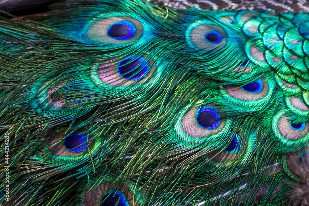 Obraz premium Beautiful peacock feathers pattern close-up