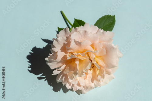 Beautiful pale pink rose on a blue background. Trendy minimalism style with hard light and dark shadows