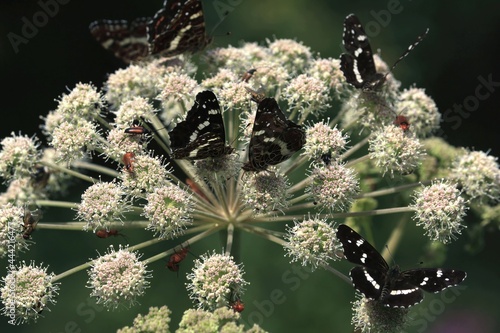 Araschnia levana, Map Butterfly. Angelica sylvestris, Wild Angelica, Woodland Angelica. Butterflies on flower. A lot of butterflies are drinking nectar while sitting on white flower of umbrella plant.