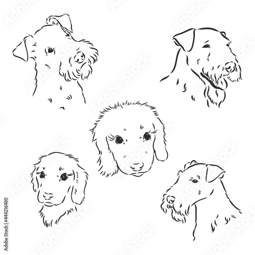 Airedale Terrier Dog. hand drawn. Vector illustration