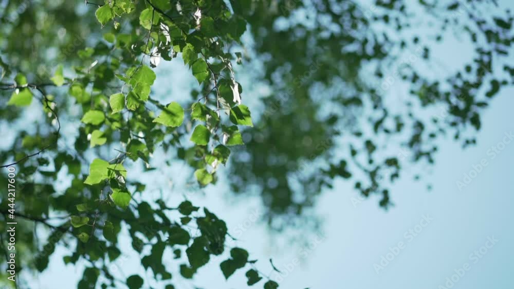 Large green birch leaves on brown branches waved by light wind under bright sunlight and blue sky on summer day slow motion Large green birch leaves on brown branches waved by light wind under bright sunlight and blue sky on summer day slow motion