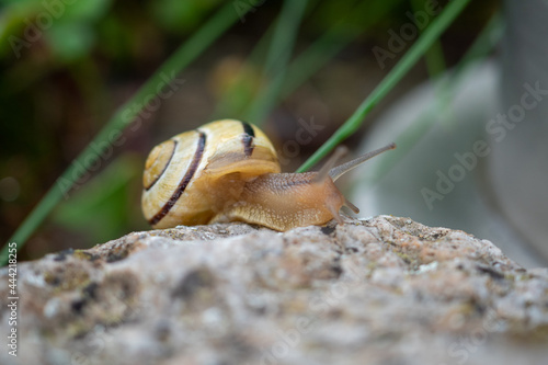 Kleine Schnecke