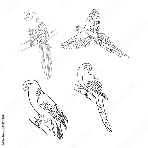 tropical parrot and bird head black and white vector outline