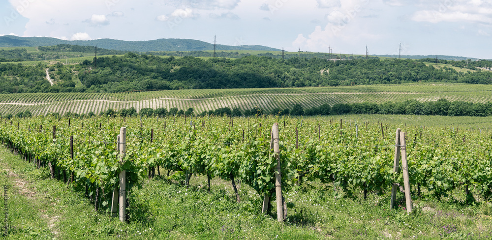 Panoramic view of vineyard with rows of grapes growing for wine