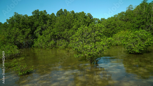 Mangroves in a swampy area on a tropical island. Mangrove landscape  Mindanao  Philippines.