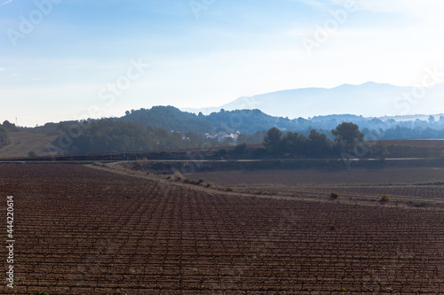 Paisaje rural de viñedos durante el invierno en la Comarca del Penedés, Barcelona
