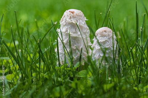 Fresh edible mushrooms (Barbuda or ink mushroom –coprinus comatus–) fresh among green grass. photo