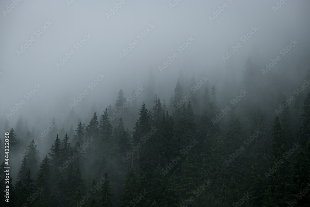 Rainfall over a pine tree forest high into the mountains on a summer day