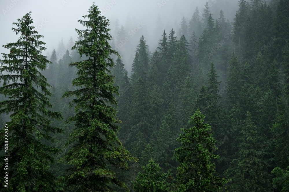 Obraz premium Rainfall over a pine tree forest high into the mountains on a summer day