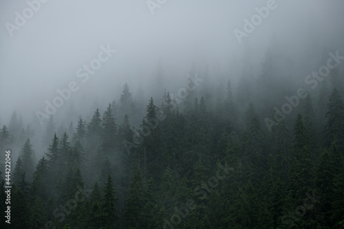 Rainfall over a pine tree forest high into the mountains on a summer day
