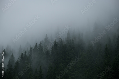 Rainfall over a pine tree forest high into the mountains on a summer day © roibu
