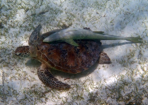 Tablou pe pânză green sea turtle with a sucker fish attached,  underwater off amedee island in n
