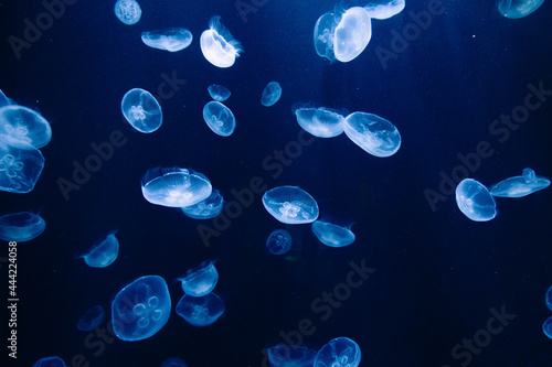 jellyfish in blue water © tazirahmb