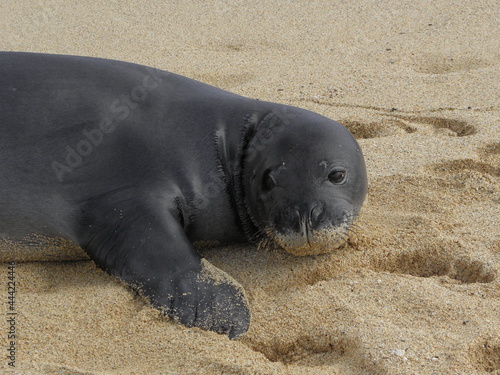  close up of cute hawaiian monk seal with sand on his face on poipu beach,  kauai, hawaii photo