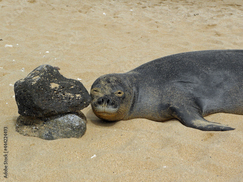 Hawaiian monk seal resting his head against a lava rock in the sand in Poipu beach, Kauai. Hawaii
